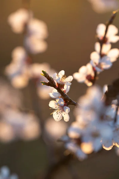 Blomkvist Aprikosträd — Stockfoto