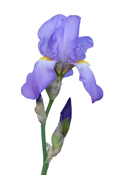 Einzelne Violette Iris Blume Isoliert Auf Weißem Hintergrund — Stockfoto