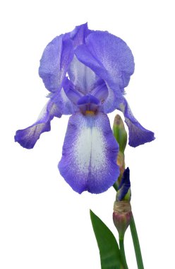 Beyaz arkaplanda yalıtılmış tek bir mor zambak çiçeği