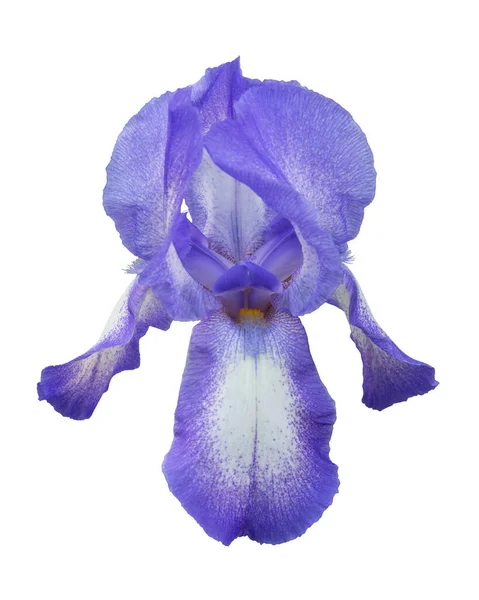 Kopf Der Violetten Iris Blume Isoliert Auf Weißem Hintergrund — Stockfoto