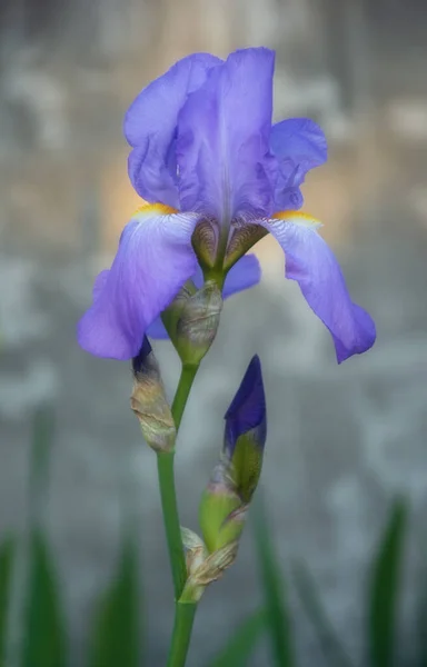 Gri Arkaplanda Akşam Işığında Büyüyen Mor Zambak Çiçeği — Stok fotoğraf