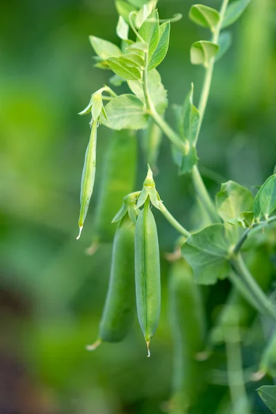 Bush Sweet Pea Ripe Pods Cultivated Vegetable Garden — Stockfoto