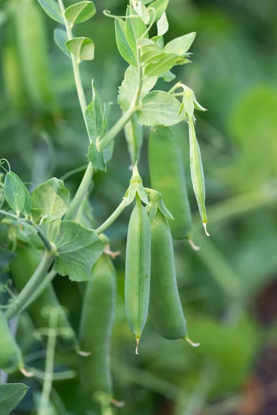 Bush Sweet Pea Ripe Pods Cultivated Vegetable Garden — Stock Photo, Image