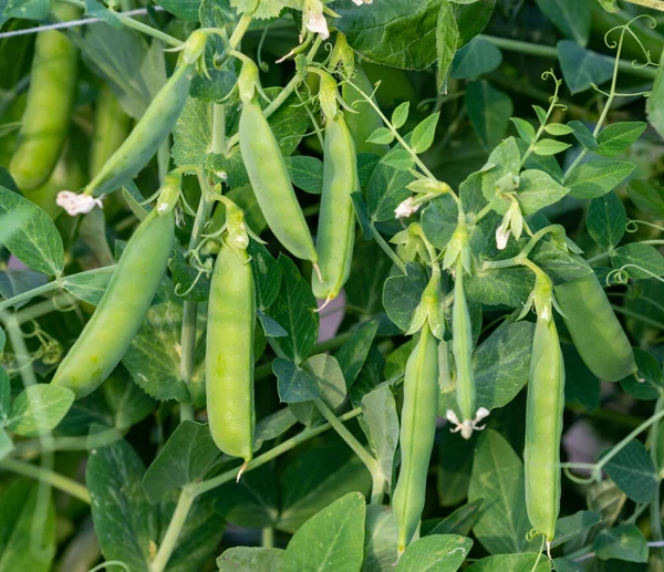 Bush Sweet Pea Ripe Pods Cultivated Vegetable Garden — Stockfoto