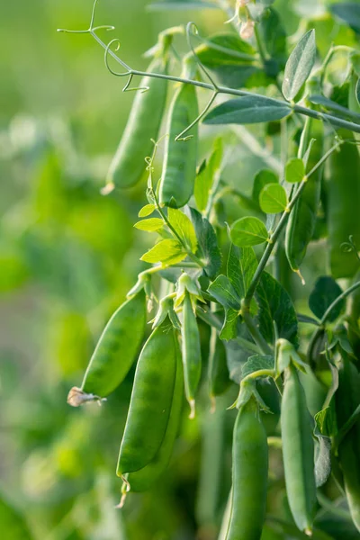 Bush Sweet Pea Ripe Pods Cultivated Vegetable Garden — Stockfoto