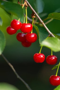 Meyve bahçesinde yetişen dalda olgun kırmızı kirazlar