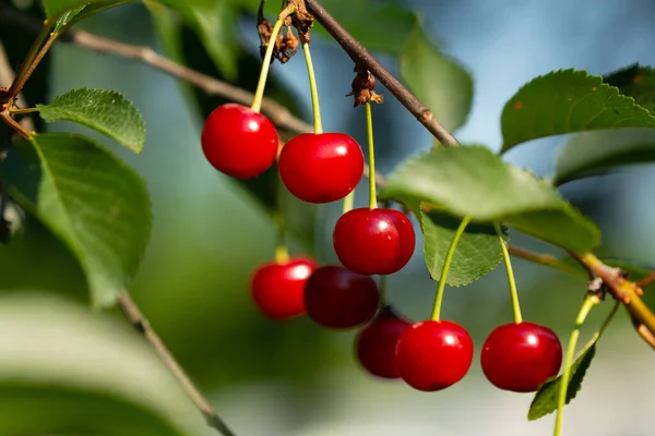 Ripe Red Cherries Branch Growing Orchard Garden Stock Image