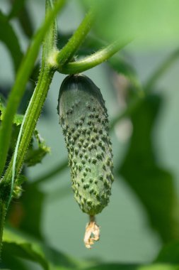 Serada yetişen olgun salatalıklar.