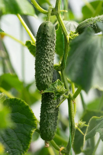 Reife Gurken Wachsen Auf Pflanze Gewächshaus — Stockfoto