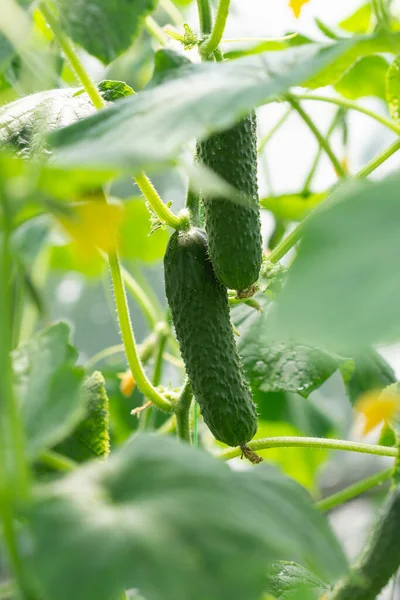 Ripe Cucumbers Growing Plant Hothouse — Stock Photo, Image