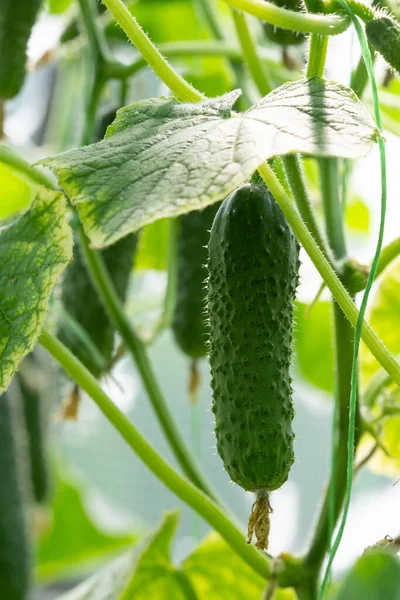 Rijpe Komkommers Groeien Planten Hothouse — Stockfoto