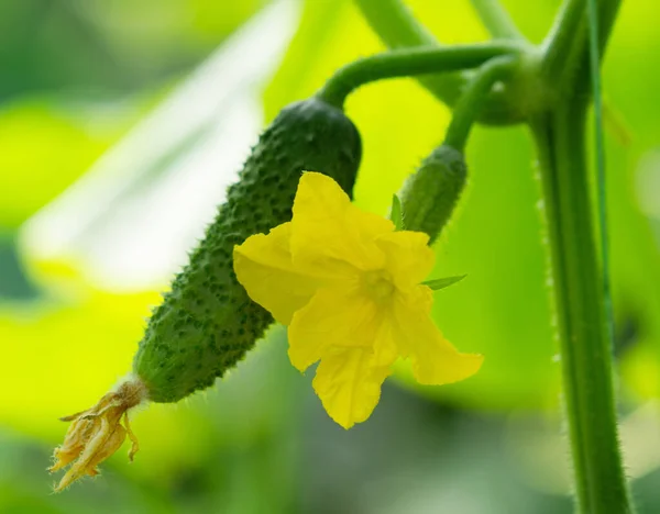 Ripe Cucumbers Growing Plant Hothouse — Stock Photo, Image
