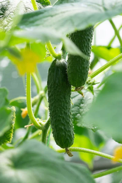 온실에 식물에서 자라는 — 스톡 사진