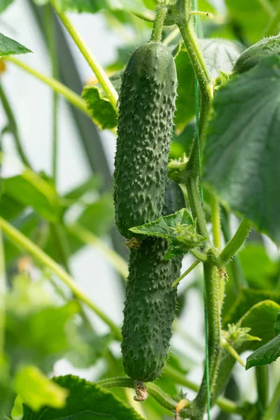 Concombres Mûrs Poussant Sur Plante Serre Chaude — Photo