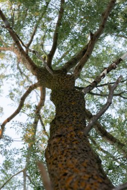 Söğüt ağacı gövdesine kadar
