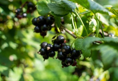 Bir sürü olgun böğürtlenli siyah frenk üzümü.