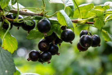 Bir sürü olgun böğürtlenli siyah frenk üzümü.