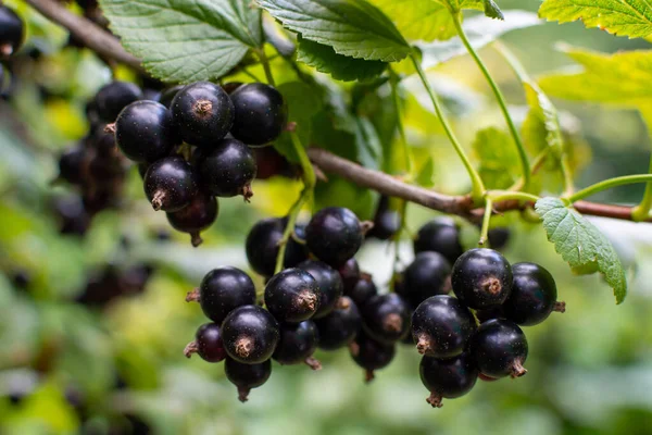 Branch of black currant with many ripe berries