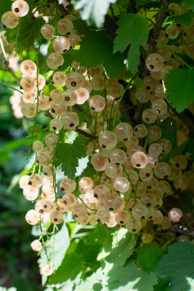 Branch White Currant Ripe Sweet Berries — Fotografia de Stock