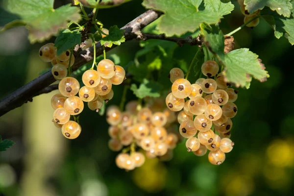 Olgun böğürtlenli beyaz frenk üzümü.