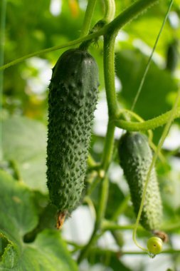 Serada yetişen taze salatalık.