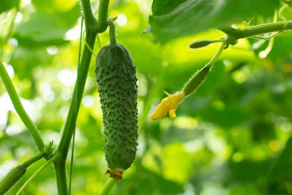 Fresh Cucumber Stem Growing Greenhouse — Photo