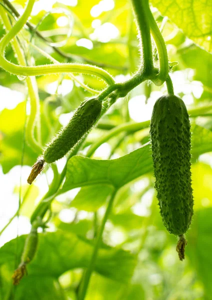 Fresh Cucumber Stem Growing Greenhouse — Stock Photo, Image