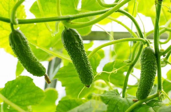 Fresh Cucumber Stem Growing Greenhouse — стоковое фото