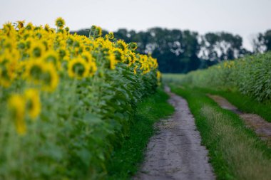 Çiçek açan ayçiçeği tarlasıyla kırsal alan
