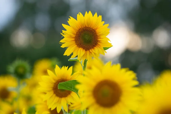 Einmalige Sonnenblume Über Vielen Ähnlichen Pflanzen Auf Dem Feld — Stockfoto