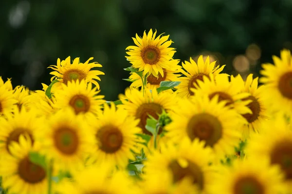 Eenmalige Zonnebloem Boven Veel Vergelijkbare Planten Het Veld — Stockfoto