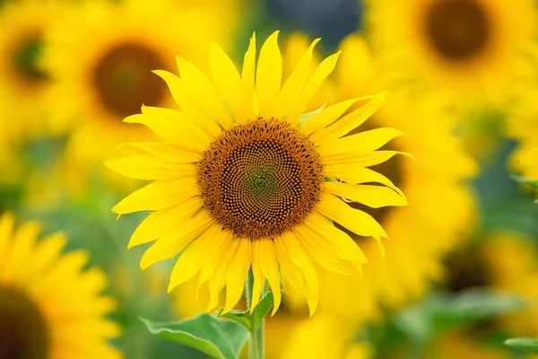 Yellow Bright Sunflower Head Sunflower Field — 图库照片