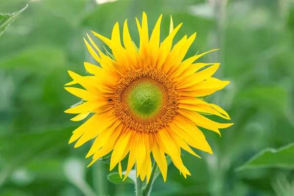 Yellow Bright Sunflower Head Sunflower Field — Foto Stock