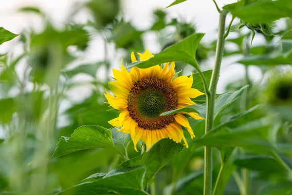 Yellow Bright Sunflower Head Sunflower Field — Stock Photo, Image