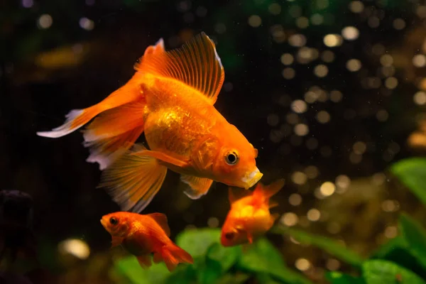 Beautiful Red Swimming Goldwish Home Aquarium — Stock Photo, Image