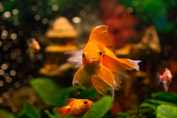 Beautiful Red Swimming Goldwish Home Aquarium — Stock Photo, Image