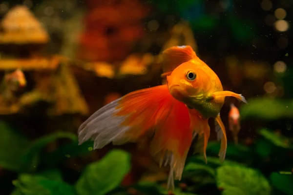 Mooie Rood Zwemmende Goudwens Home Aquarium — Stockfoto
