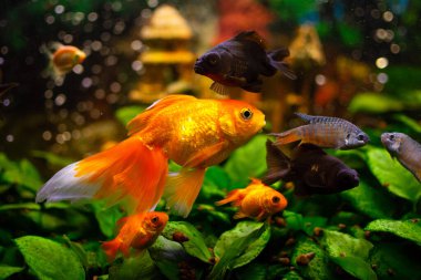 Siyah bataklık balığı, Japon balığı, tatlı su akvaryumunda gourami ve su bitkileri.