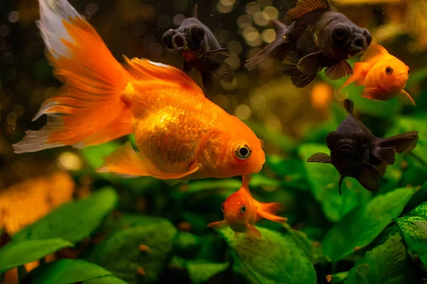 Black Moor Goldfish Common Goldfish Home Freshwater Aquarium — Stock Photo, Image