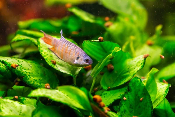 Paradijsvissen Fijnproevers Het Zoetwateraquarium — Stockfoto