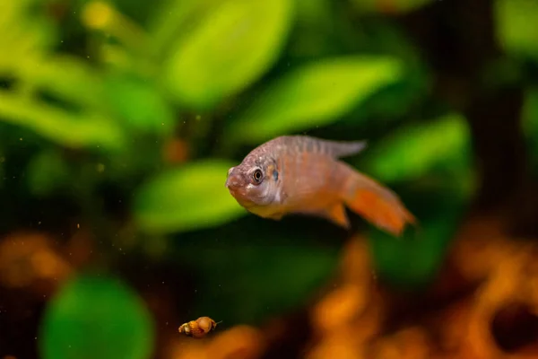 Paradise Fish Gourami Home Freshwater Aquarium — Stock Photo, Image