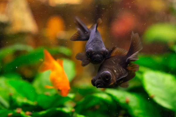 Schwarzer Moorgoldfisch Und Gemeiner Goldfisch Heimischen Süßwasseraquarium — Stockfoto