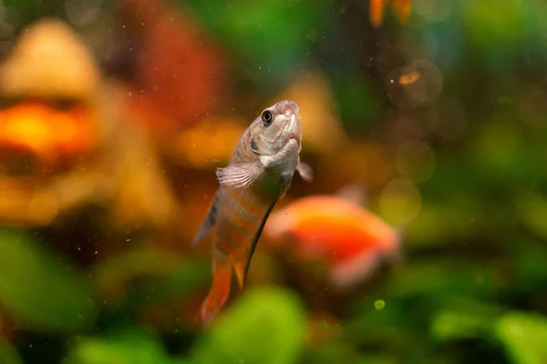 Paradise Fish Gourami Home Freshwater Aquarium — Stock Photo, Image