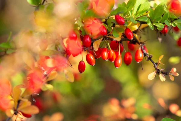 Ветка Ягод Полных Спелых Красных Ягод Осень Приближается — стоковое фото