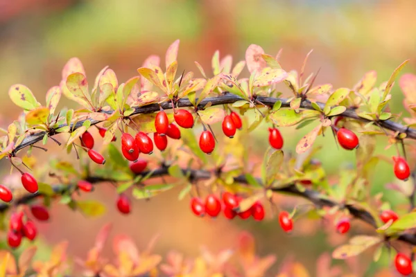 Olgun Kırmızı Böğürtlenlerle Dolu Bir Dal Sonbahar Geliyor — Stok fotoğraf
