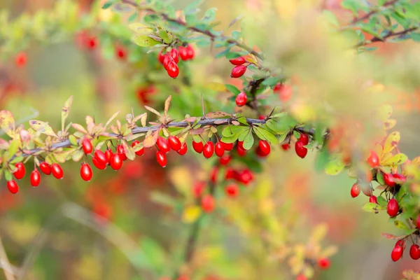 Ветка Ягод Полных Спелых Красных Ягод Осень Приближается — стоковое фото