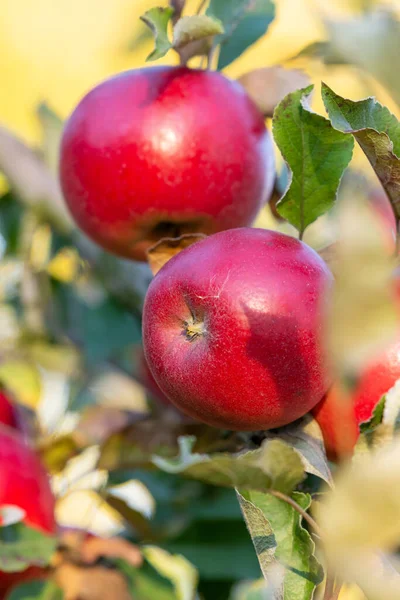 Branche Pommier Avec Nombreuses Pommes Rouges Mûres — Photo