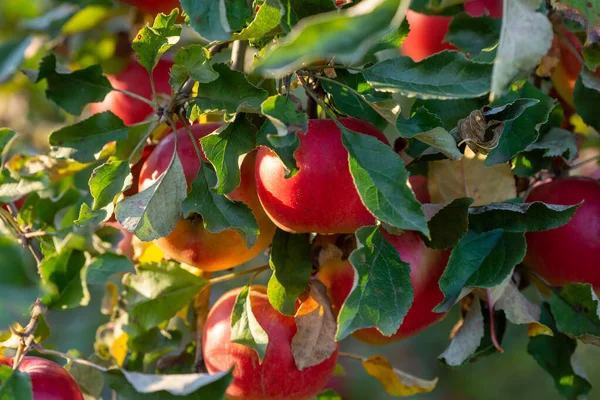 Branche Pommier Avec Nombreuses Pommes Rouges Mûres — Photo