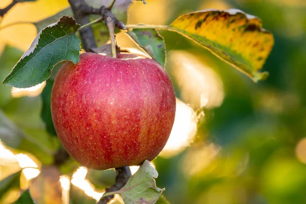 Einzelner Pockennarbiger Apfel Ast — Stockfoto