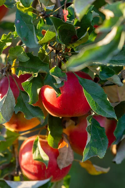 Zweig Eines Apfelbaums Mit Vielen Reifen Roten Äpfeln — Stockfoto